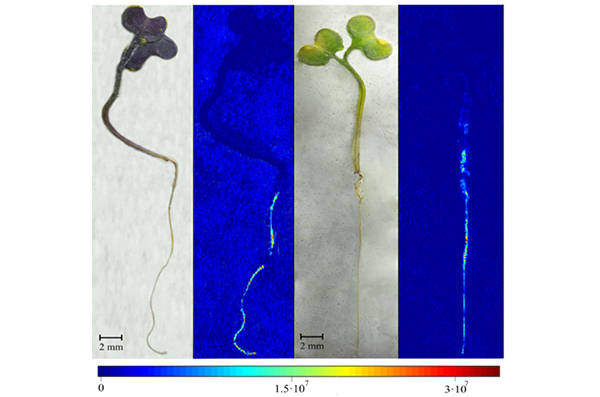 Cd-QD intensity in Sinapis Alba