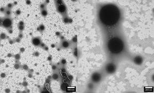 Polymers imaged by LVEM